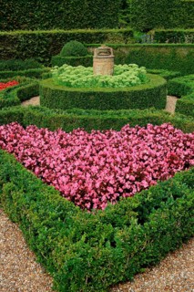 Common boxhedge