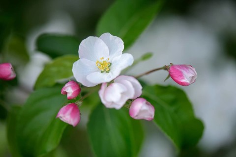 Ornamental apple