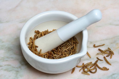Flour worm