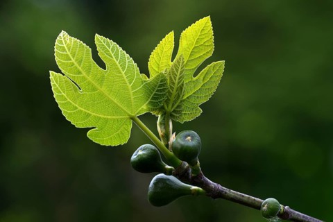 Fig