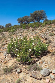 Lacquer cistus and cork oaks