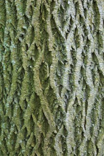 Maple