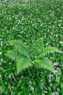 Fern and wild garlic