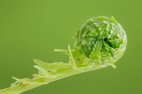 Fern