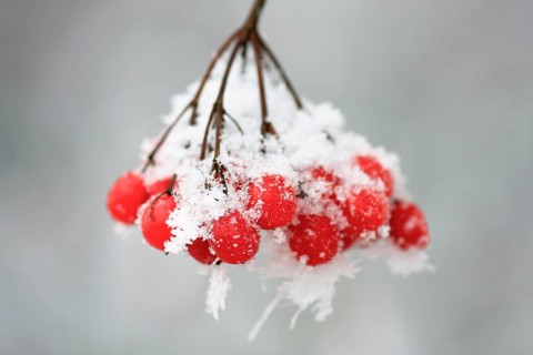 Guelder rose