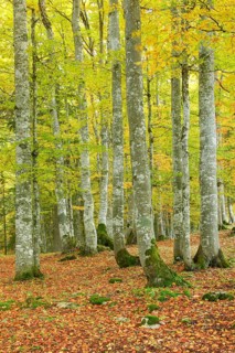 Beech forest in autumn