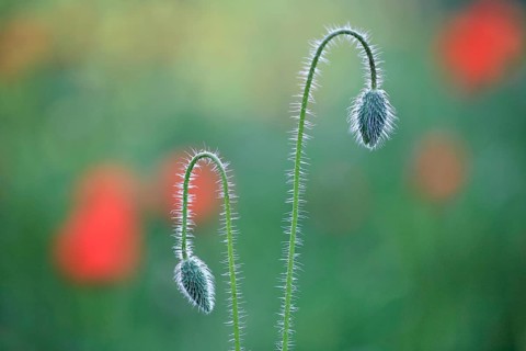 Poppy flowers