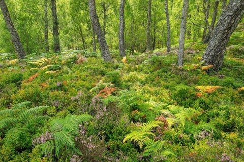 Birch forest