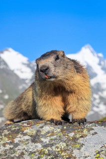 Alpine Marmot