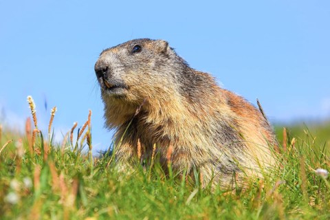 Alpine Marmot