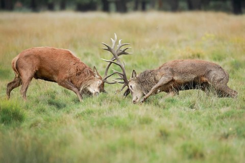 Red Deer or Hart