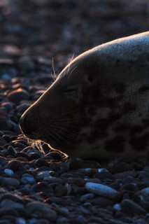 Grey seal