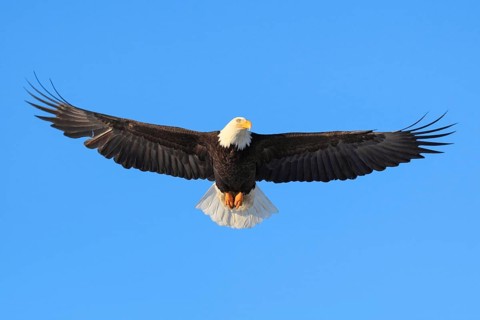 Bald eagle