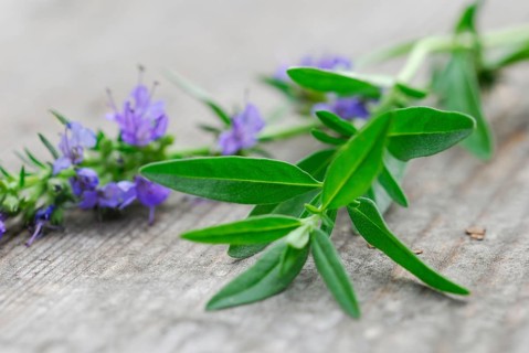 Hyssop