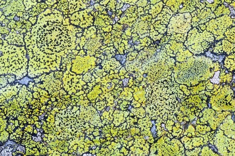 Lichens on rock in the Swiss Alps at Sustenpass