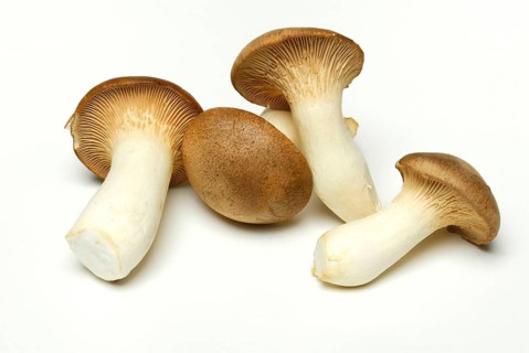 Brauner king trumpet mushroom