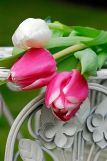 Tulips