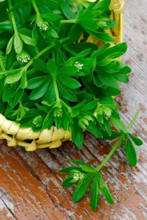 Real Galium odoratum