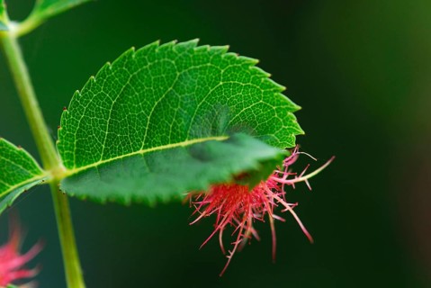 Mossyrose gall wasp