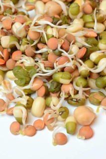 Mixed sprouts of lentils