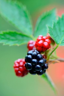 Blackberry