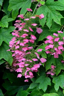Oak-leaved hydrangea