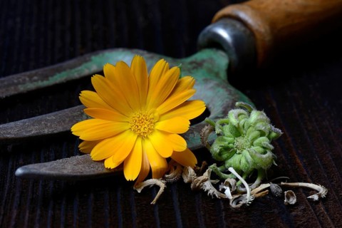 Marigoldsseeds and flowers
