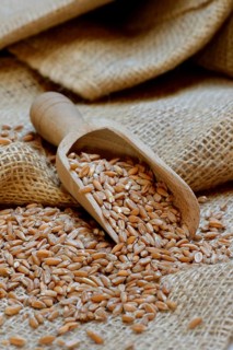 Dinkel wheat