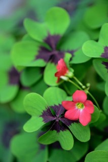 Lucky Clover