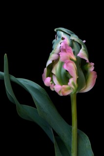 Parrot tulip