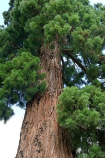 Giant sequoia