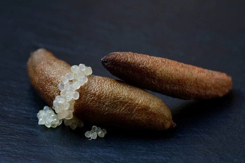 Australian finger lime