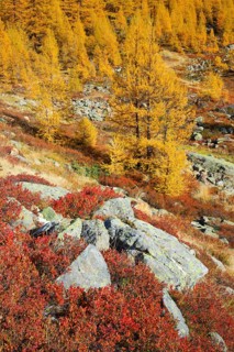 Larch forest and blueberry bushes