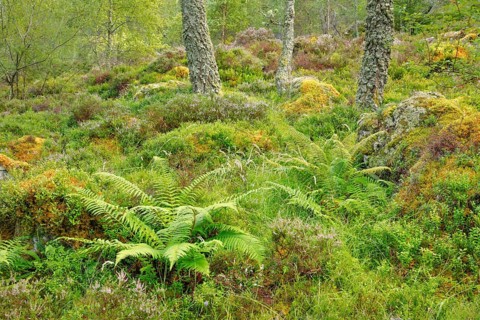 Birch forest