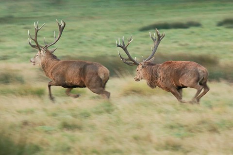 Red Deer or Hart