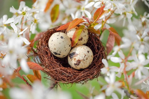 Nest in weeping pear tree