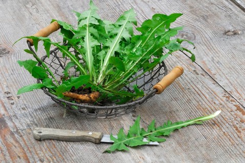 Dandelion