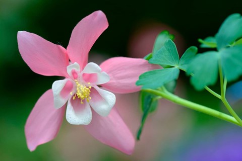 European Columbine or Granny's Nightcap