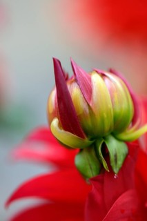 Dahlia