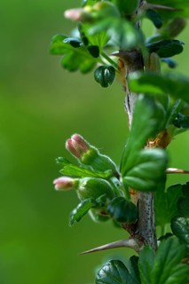 Gooseberry