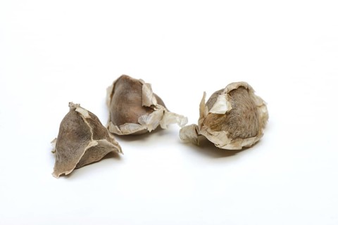 Moringa