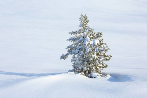 Snowy fir tree