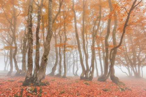 Beech forest in autumn