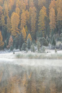 Larch and spruce forest on Lake Stazersee