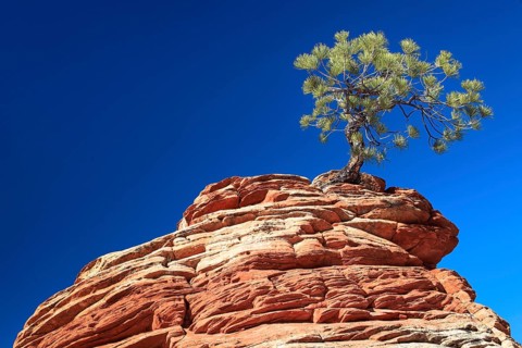 Yellow Pine