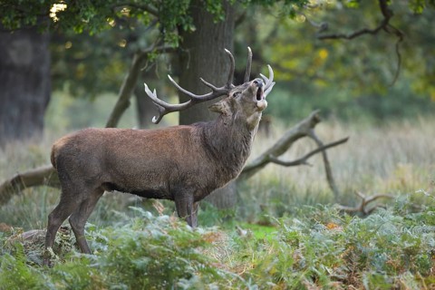 Red Deer or Hart