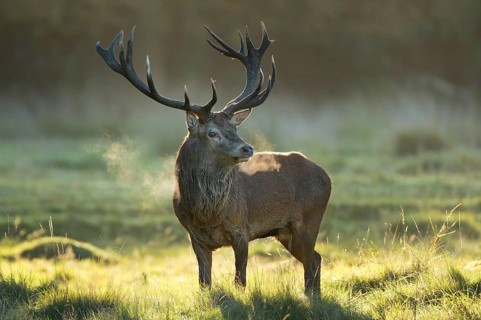 Red Deer or Hart