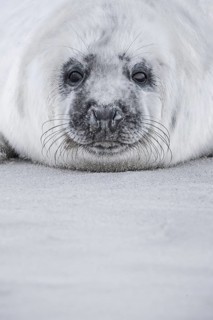 Grey seal