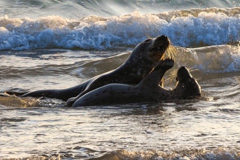 Grey seal