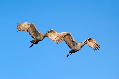 Sandhill crane